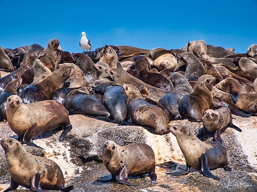 Cape or Brown Fur Seals (Arctocephalus pusillus). Duiker Island, Hout Bay, South Africa