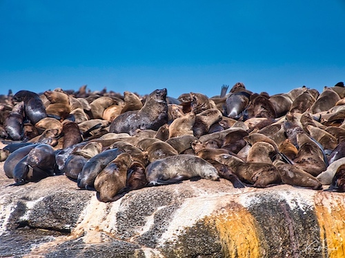 Cape or Brown Fur Seals (Arctocephalus pusillus). Duiker Island, Hout Bay, South Africa