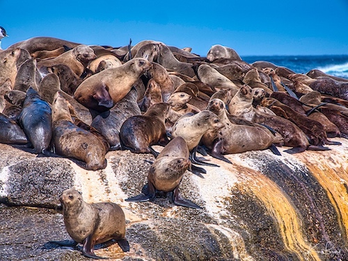 Cape or Brown Fur Seals (Arctocephalus pusillus). Duiker Island, Hout Bay, South Africa