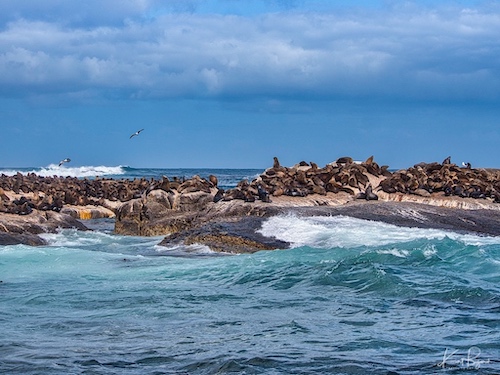 Cape or Brown Fur Seals (Arctocephalus pusillus). Duiker Island, Hout Bay, South Africa