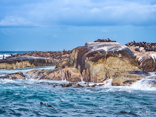 Cape or Brown Fur Seals (Arctocephalus pusillus). Duiker Island, Hout Bay, South Africa