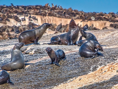 Cape or Brown Fur Seals (Arctocephalus pusillus). Duiker Island, Hout Bay, South Africa