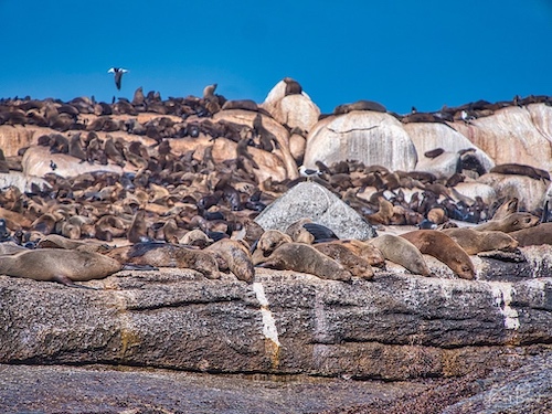 Cape or Brown Fur Seals (Arctocephalus pusillus). Duiker Island, Hout Bay, South Africa