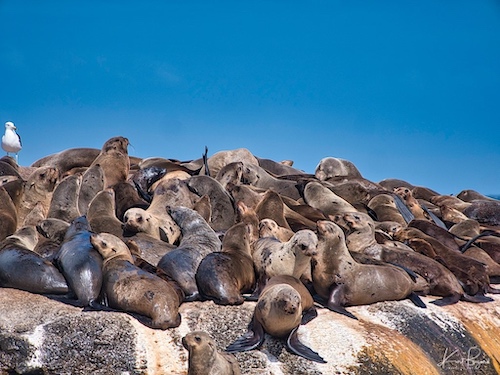Cape or Brown Fur Seals (Arctocephalus pusillus). Duiker Island, Hout Bay, South Africa