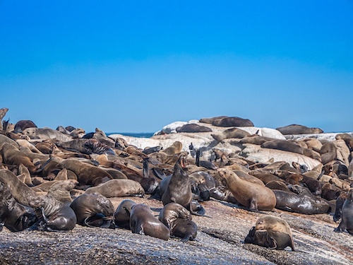 Cape or Brown Fur Seals (Arctocephalus pusillus). Duiker Island, Hout Bay, South Africa