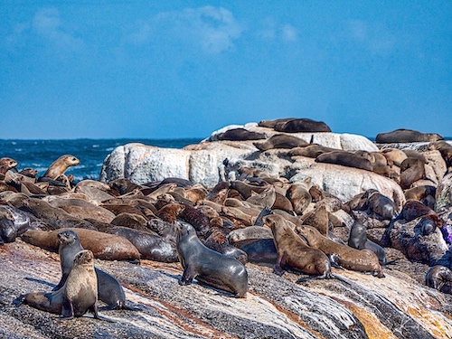 Cape or Brown Fur Seals (Arctocephalus pusillus). Duiker Island, Hout Bay, South Africa