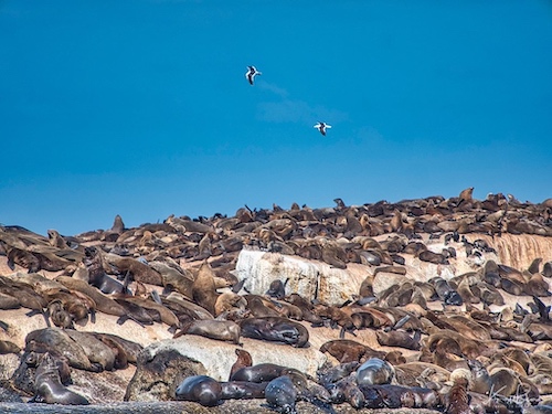 Cape or Brown Fur Seals (Arctocephalus pusillus). Duiker Island, Hout Bay, South Africa