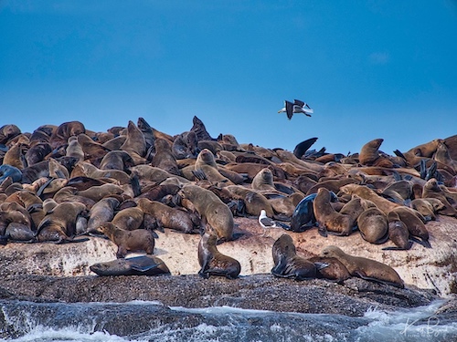 Cape or Brown Fur Seals (Arctocephalus pusillus). Duiker Island, Hout Bay, South Africa