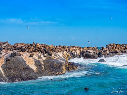 Cape Fur Seals on Duiker Island near Capetown, South Africa