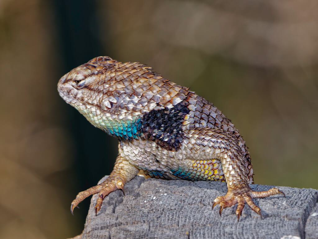Animals, Aquariums and Zoos