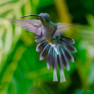 Birds